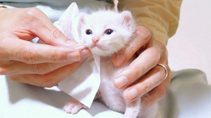ドヤ顔する子猫