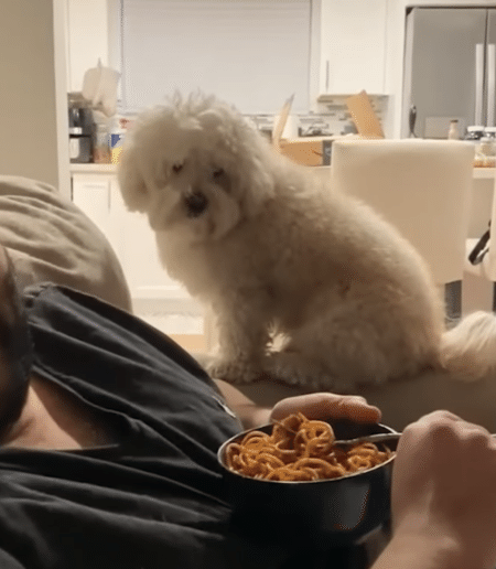 「別に欲しいわけじゃないからね！」 ごはんを見ても強がる犬さん。