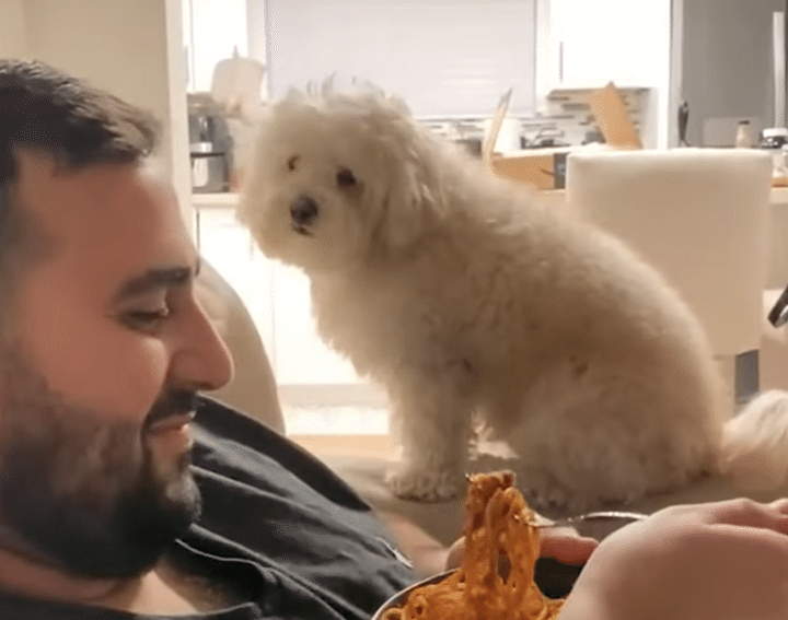 「別に欲しいわけじゃないからね！」 ごはんを見ても強がる犬さん。