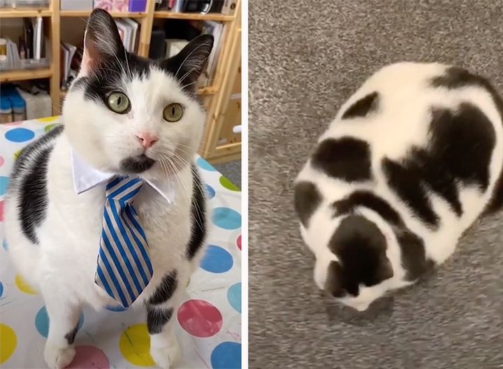 見事なウシ柄の猫さん！「ミニチュア牛に見える！」とネットで話題に。