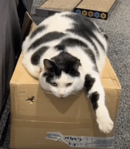 見事なウシ柄の猫さん！「ミニチュア牛に見える！」とネットで話題に。