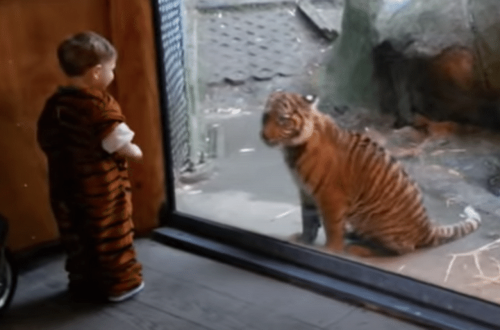 虎と遊びたい子供、コスプレをして憧れのトラと対面したら