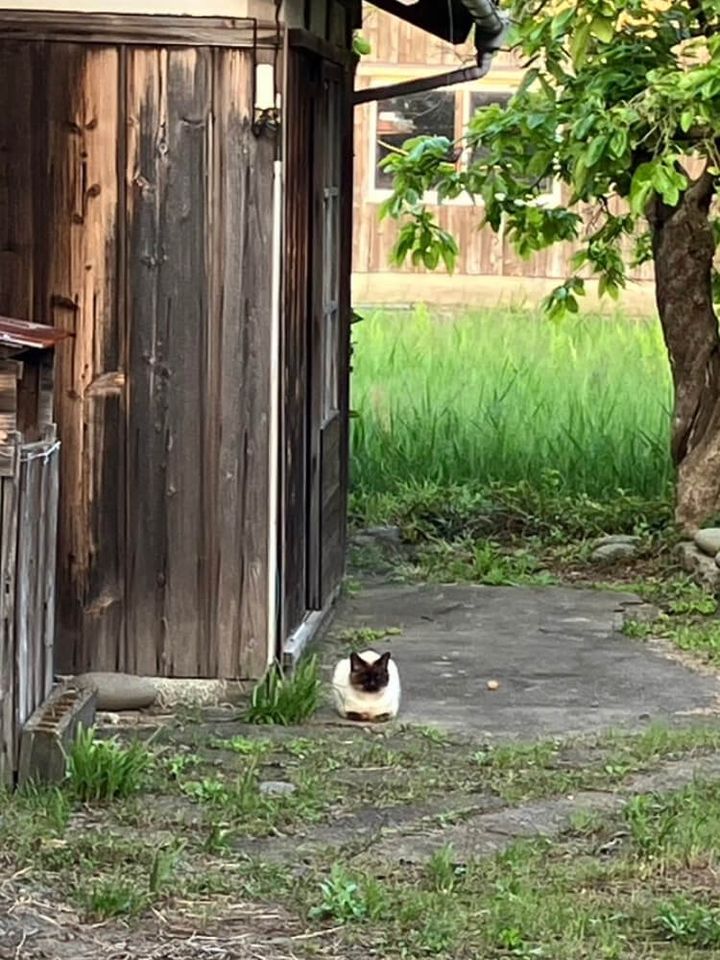 古民家に不法侵入した猫の「がんぐろ」ちゃん