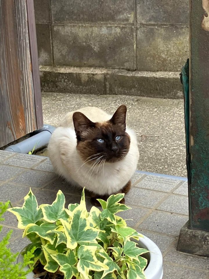 ポインテッド柄の猫「がんぐろ」ちゃんのご尊顔