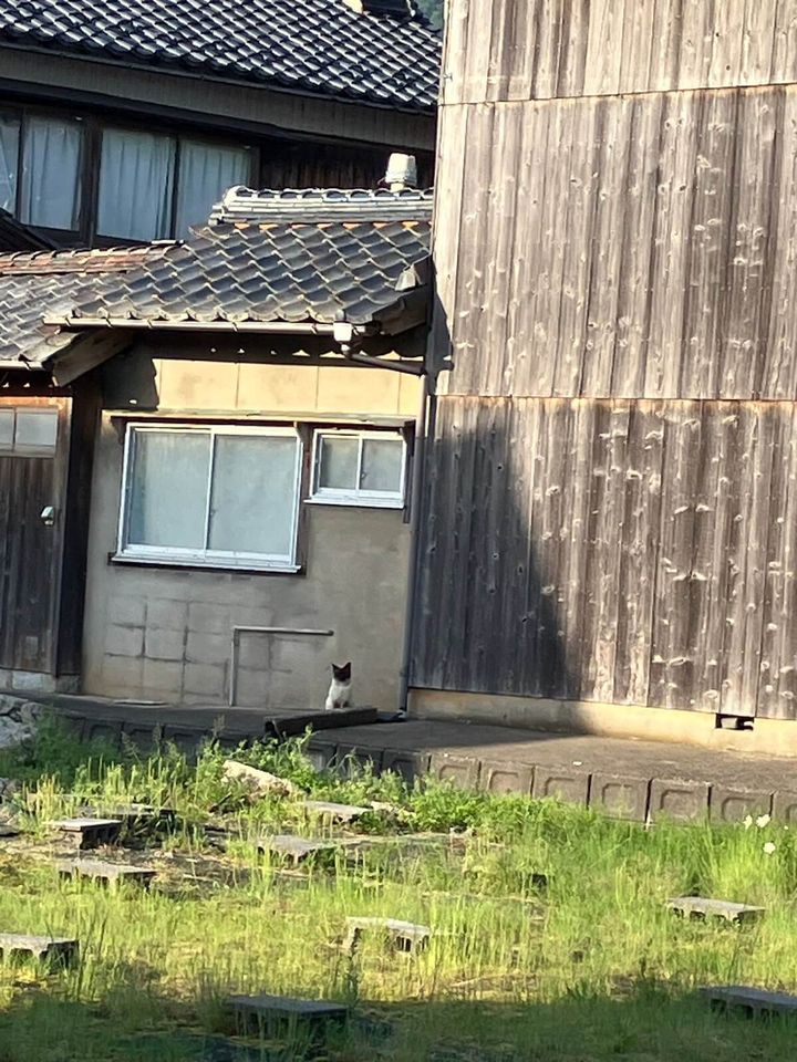 遠巻きに見つめる猫の「がんぐろ」ちゃん