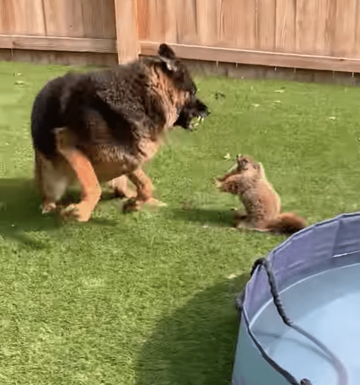 小さいけど、気は強いマーモット！ 大型犬もタジタジ