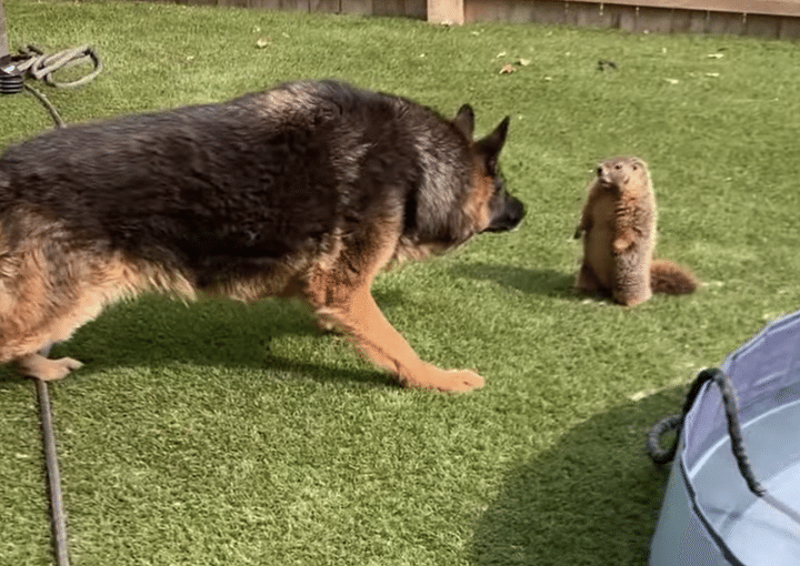 小さいけど、気は強いマーモット！ 大型犬もタジタジ