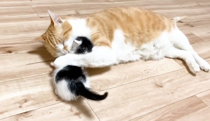 愛が溢れ出した先住猫