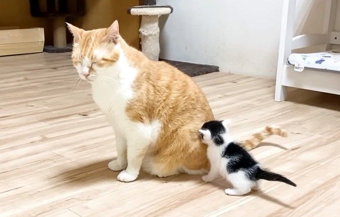 先住猫にくっつく子猫