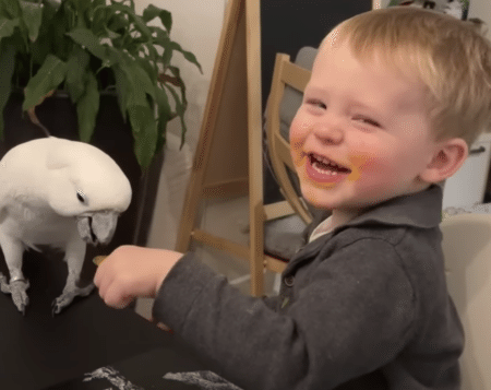 最初から貰う気満々♪ 赤ちゃんの食事を「一口ちょーだい！」するオウム。
