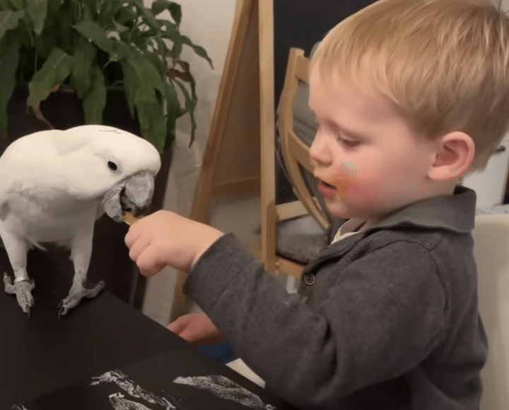 最初から貰う気満々♪ 赤ちゃんの食事を「一口ちょーだい！」するオウム。