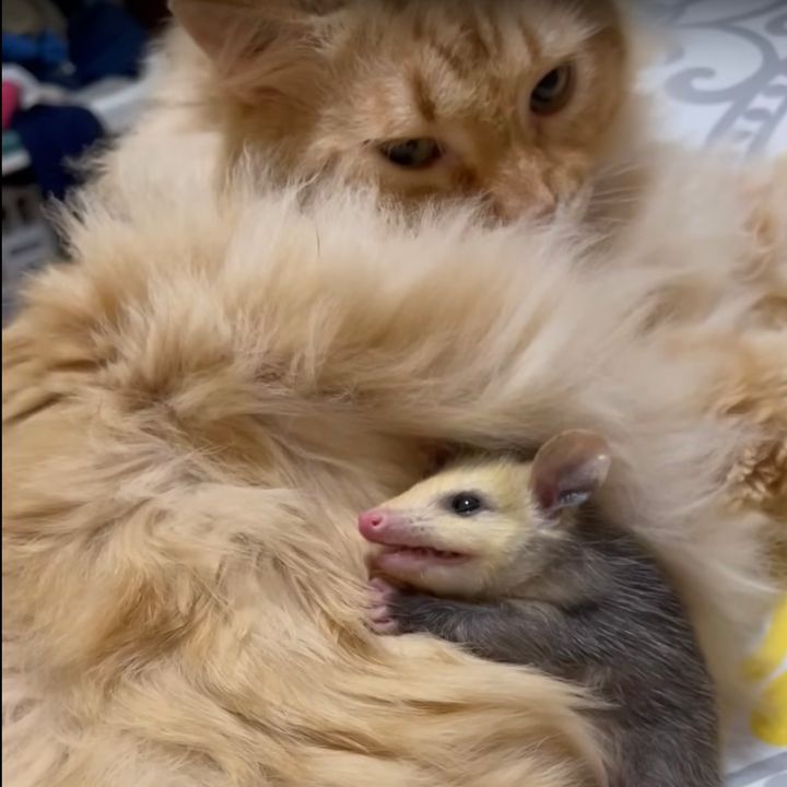 迷い子のオポッサムのベッドになる猫、母の代わりに優しく包む