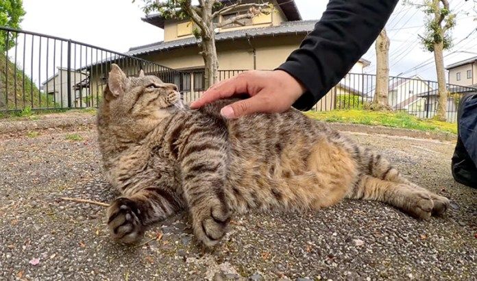 撫でられる猫