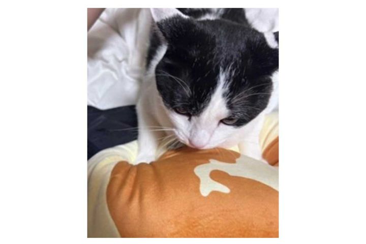 北海道チーズ蒸しケーキのビッグぬいぐるみにかぶり付く猫さん