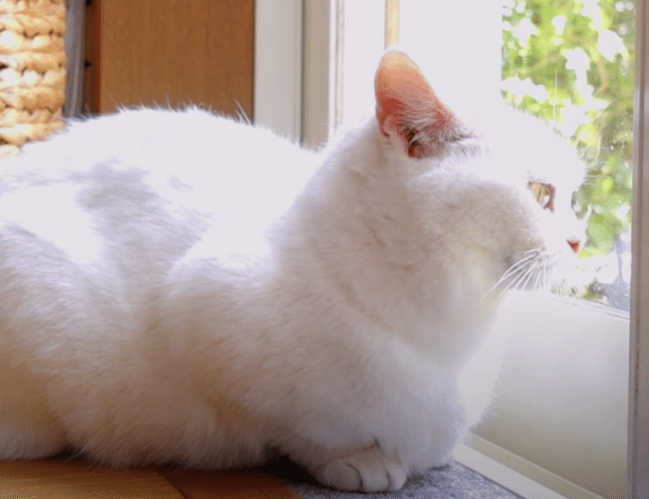 日向ぼっこが気持ち良すぎて♡ アツアツになっちゃう猫さん。