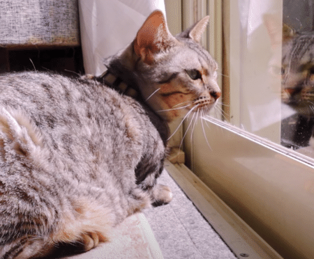 日向ぼっこが気持ち良すぎて♡ アツアツになっちゃう猫さん。