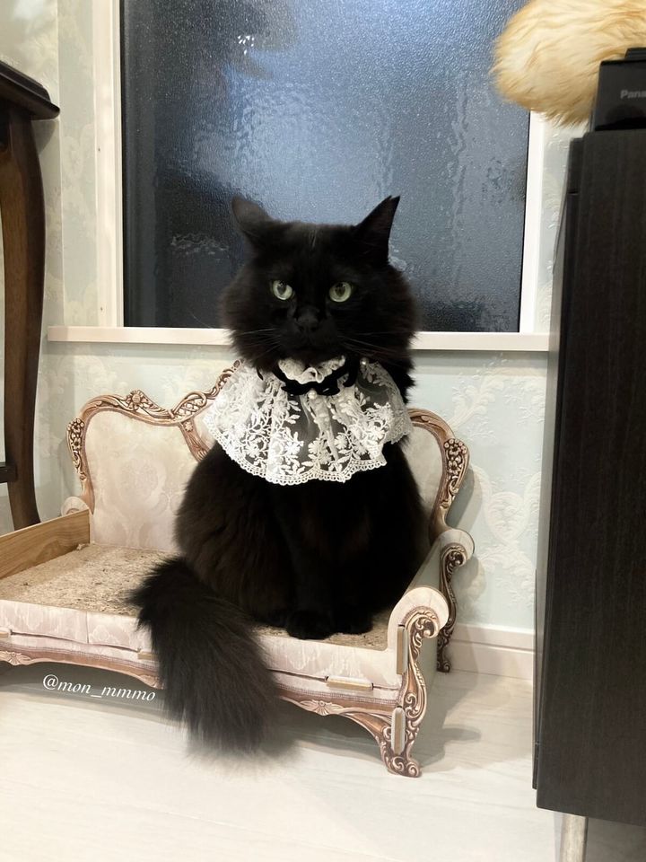 着飾った姿の黒猫もんちゃん