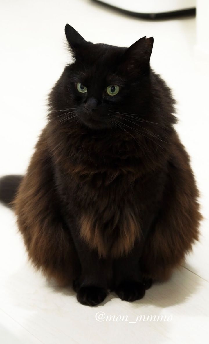 もふもふボディの黒猫もんちゃん