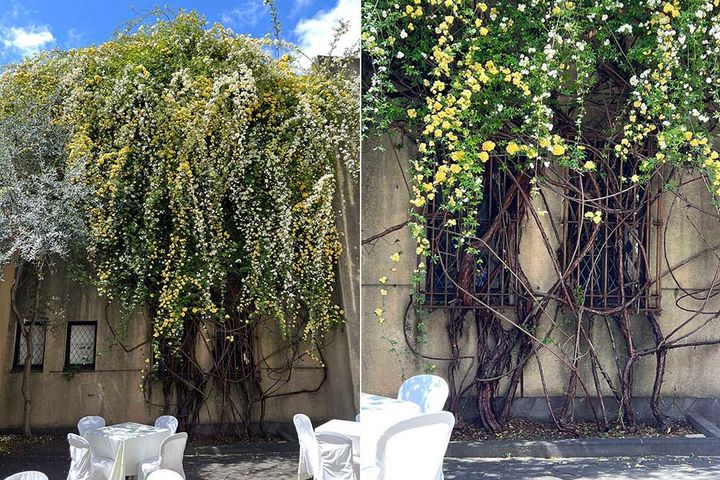 小笠原伯爵邸の庭