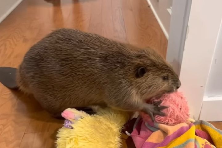 出典：Holley Muraco