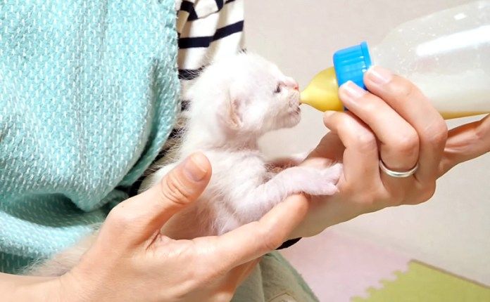 ミルクを飲む子猫