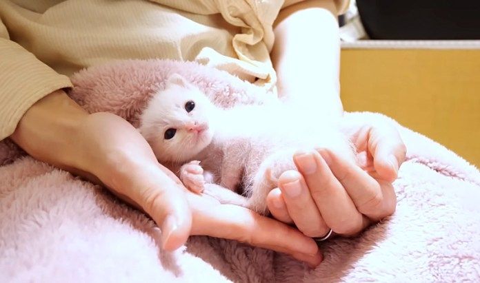 ゴロゴロ音をかき鳴らす子猫