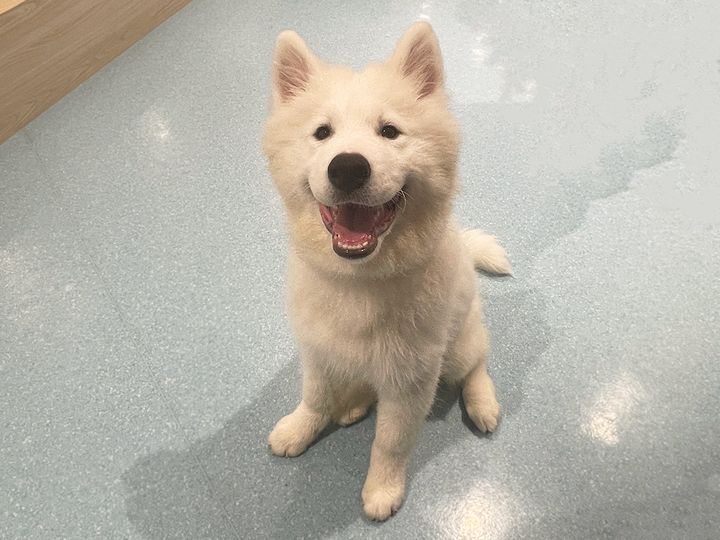 お得意の”サモエドスマイル”を見せてくれました♪