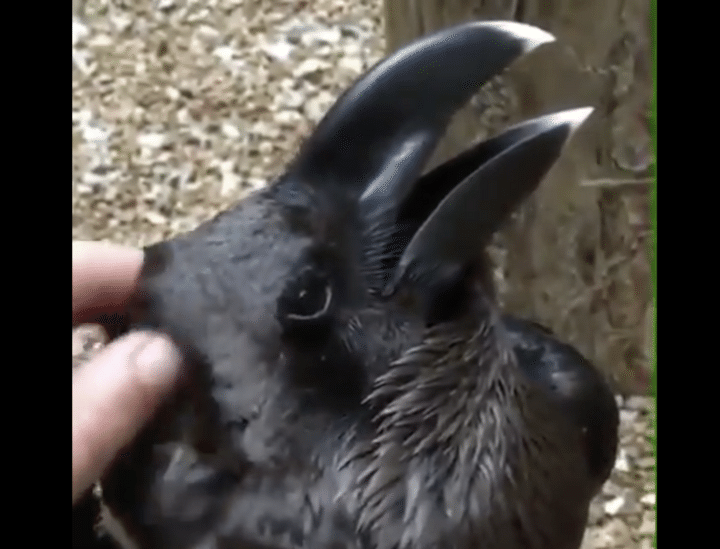 あなたはこの映像、ウサギとカラスどっちに見えた？