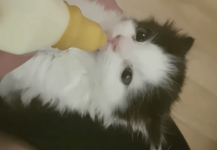 美味しいとパタパタしちゃう？ミルクを飲むと耳が動いちゃう子猫。