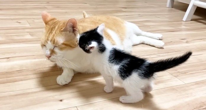 先住猫が大好きな子猫