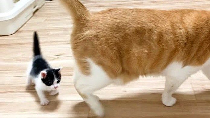 先住猫の後を追う子猫