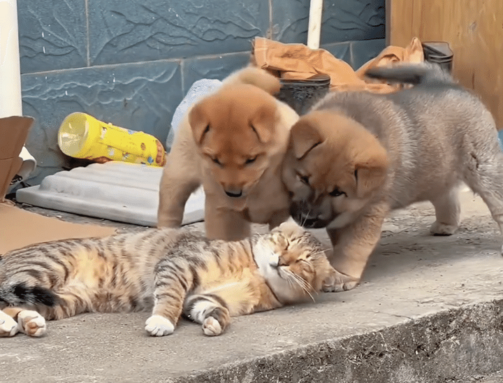 子犬「猫さん寝てるのー？」 かまってほしい気持ちが止まらない。