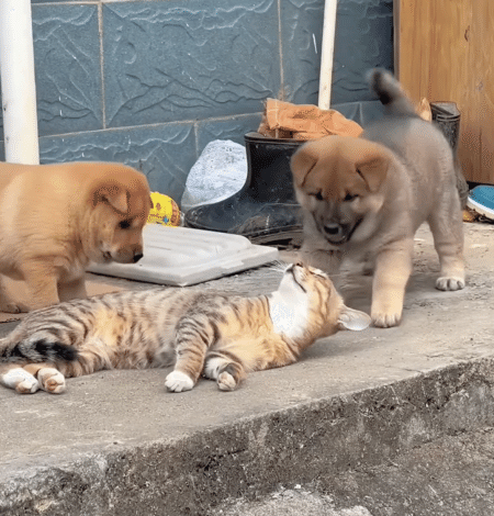 子犬「猫さん寝てるのー？」 かまってほしい気持ちが止まらない。