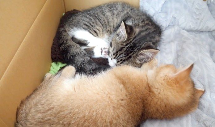 一緒に眠る子猫達