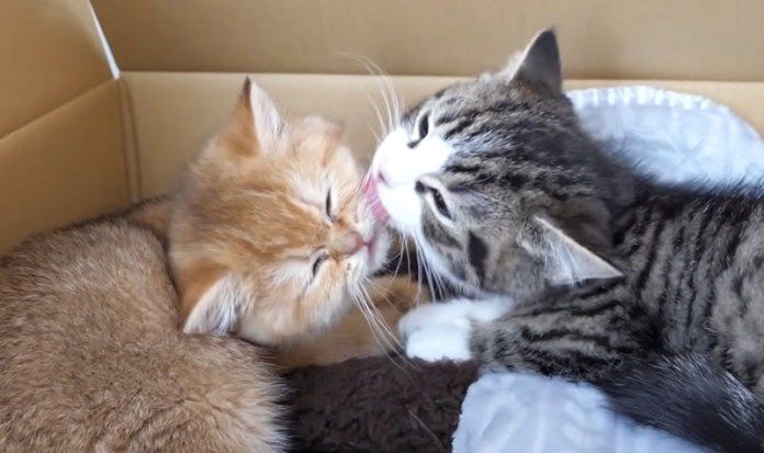 アログルーミングする子猫達