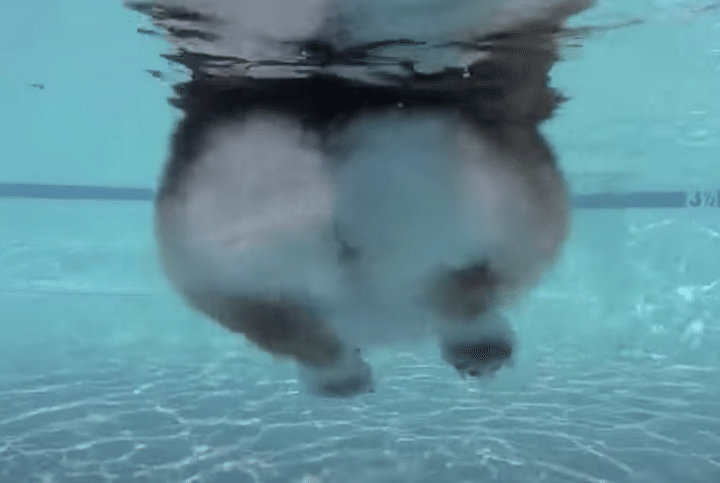 やっぱりコギ尻は水中でも可愛い！癒し度バツグンなコーギーの泳ぎ。
