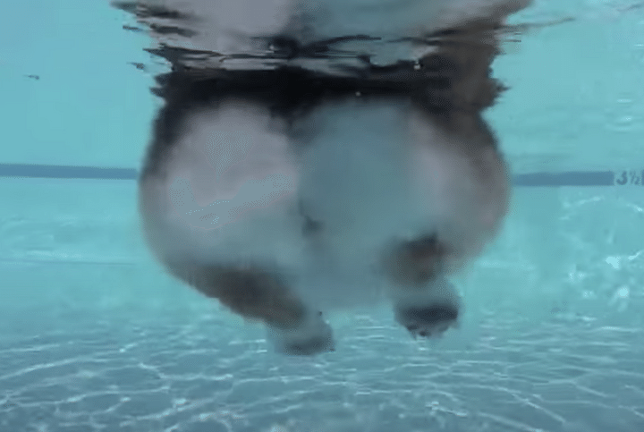 やっぱりコギ尻は水中でも可愛い！癒し度バツグンなコーギーの泳ぎ。