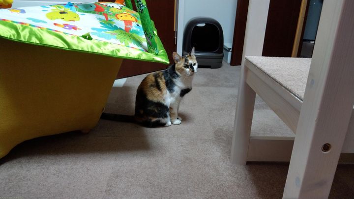 6/1付けで、ニャンとも清潔トイレがエステーへ事業譲渡。商品ラインナップは変更無し