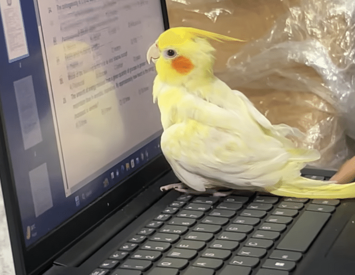 一緒に宿題に取り組んでくれるオカメインコ、真剣にパソコン画面を見つめてる笑