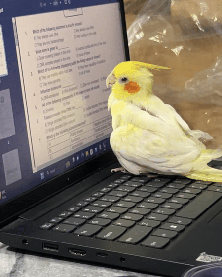 一緒に宿題に取り組んでくれるオカメインコ、真剣にパソコン画面を見つめてる笑