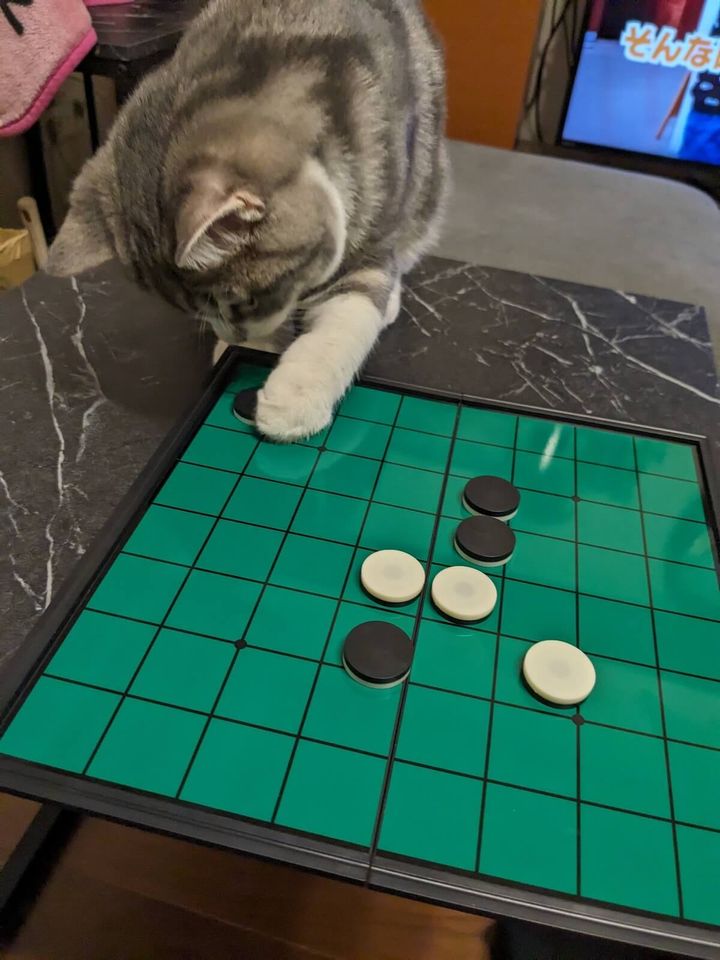 オセロの隅を取るスコティッシュフォールドのルイ君