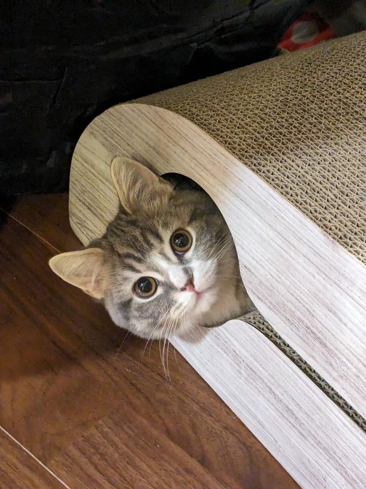 元気いっぱいなスコティッシュフォールドのルイ君