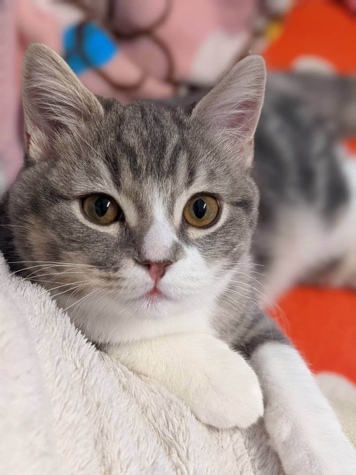 スコティッシュフォールドのルイ君