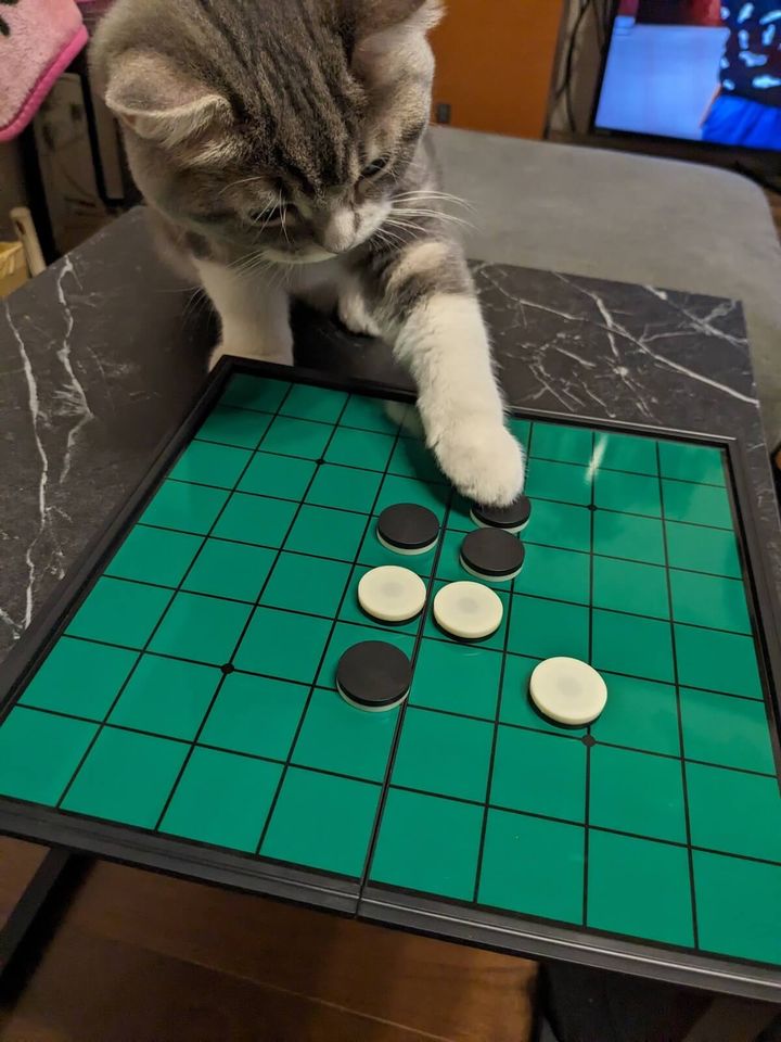 オセロの石で遊ぶスコティッシュフォールドのルイ君