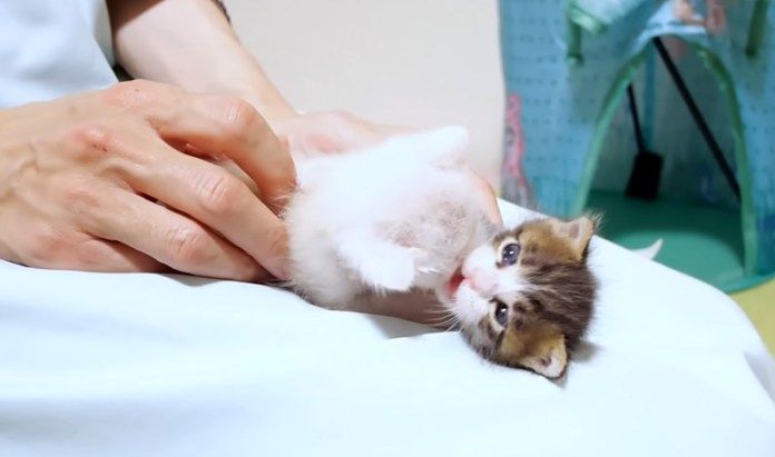 膝の上でにゃんプロする子猫達