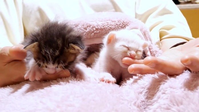 喉をゴロゴロ鳴らす子猫達