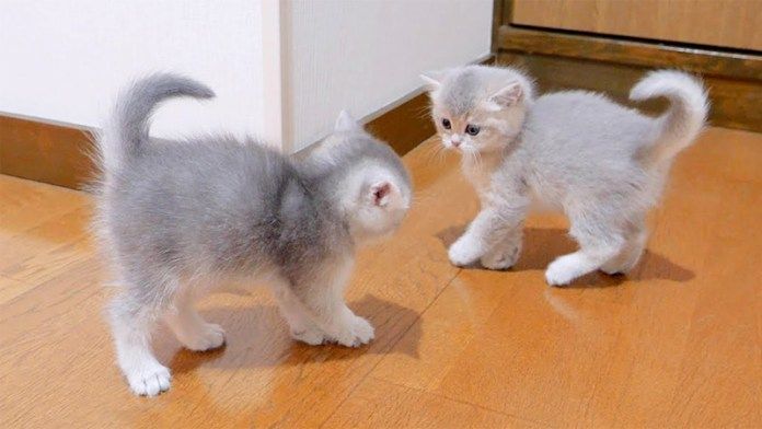 威嚇する子猫達