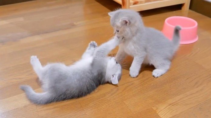 プロレスごっこをする子猫達