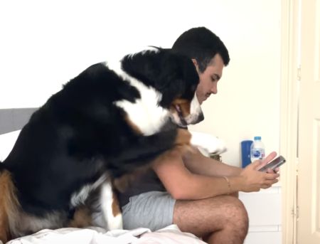 もうっ！スマホばっかり見ちゃってさ(怒) かまってほしい犬さんが可愛い。