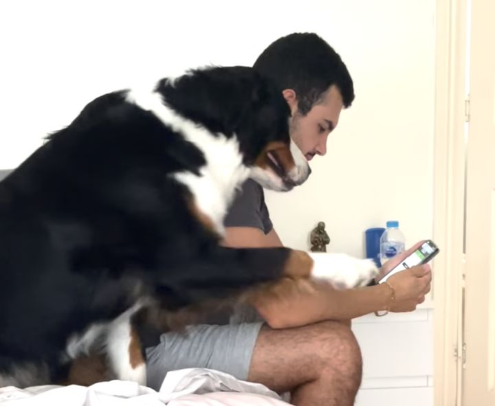 もうっ！スマホばっかり見ちゃってさ(怒) かまってほしい犬さんが可愛い。